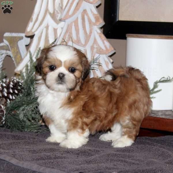 Anthony, Shih Tzu Puppy